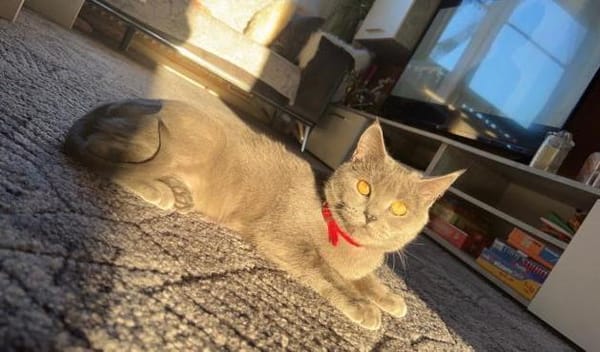 Süße Ella sucht neues Zuhause