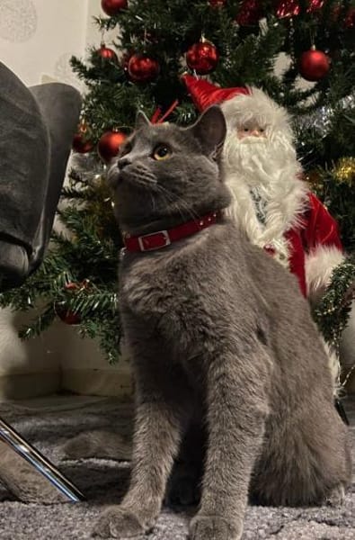 Süße Ella sucht neues Zuhause