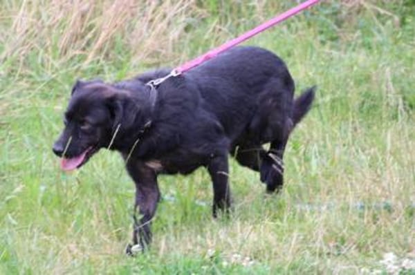 Numa - verspielt u. kinderlieb