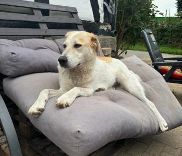 LYNN - verschmuste Hündin sucht Familie