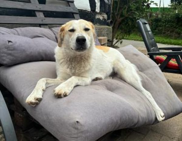 LYNN - verschmuste Hündin sucht Familie