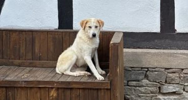 LYNN - verschmuste Hündin sucht Familie