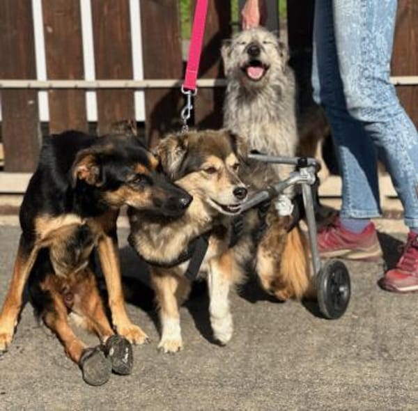 ZOE - liebe, verschmuste Handicap-Dame