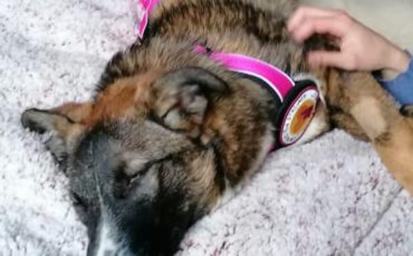 Unser Sternchen ist Sterretje