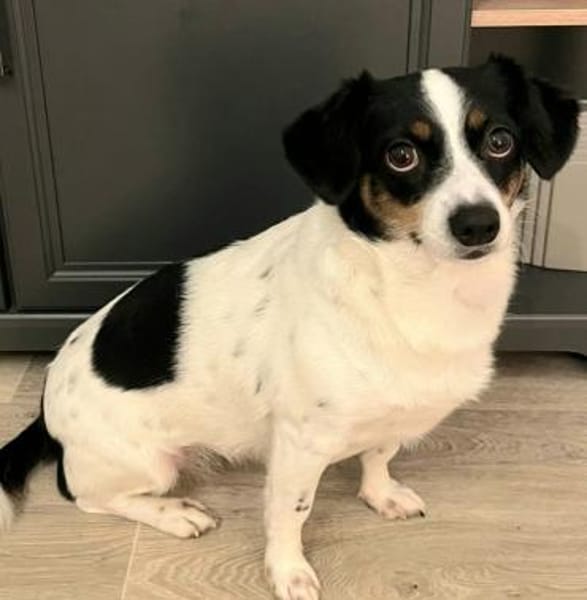 Zilli kleine Zauberfee❤