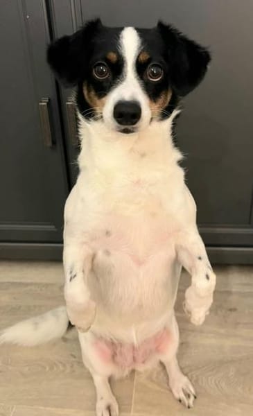 Zilli kleine Zauberfee❤