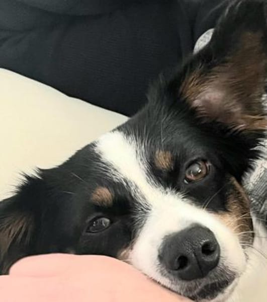 Zilli kleine Zauberfee❤