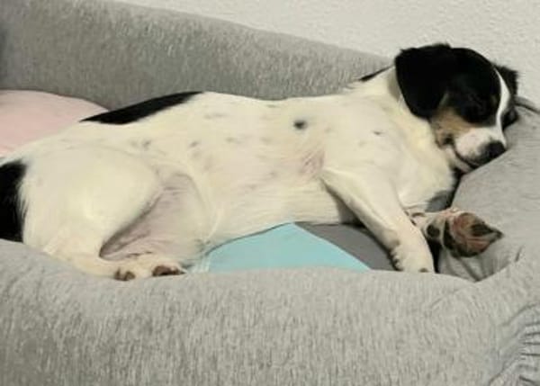 Zilli kleine Zauberfee❤