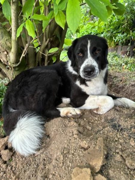 BAZ - wunderschöner Rüde voller Energie