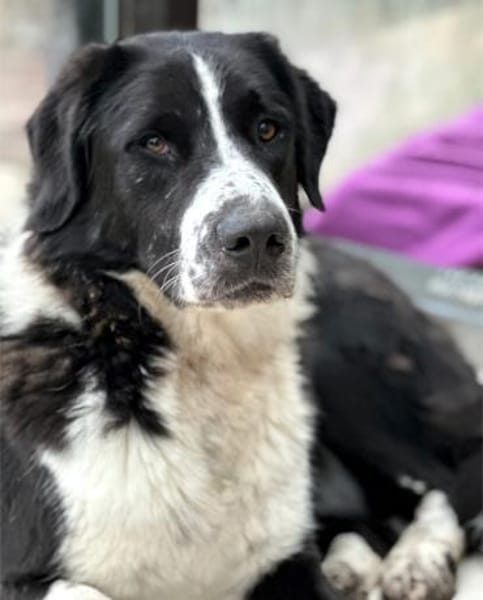 BAZ - wunderschöner Rüde voller Energie