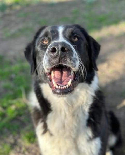 BAZ - wunderschöner Rüde voller Energie