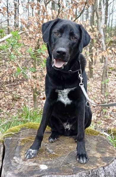 Sudo 63 cm (Pflegestelle)