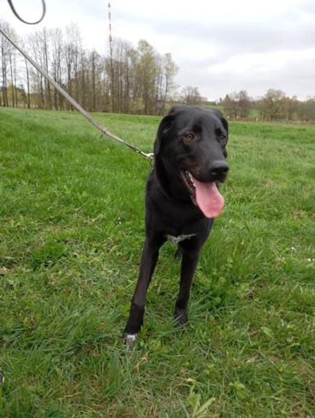 Sudo 63 cm (Pflegestelle)