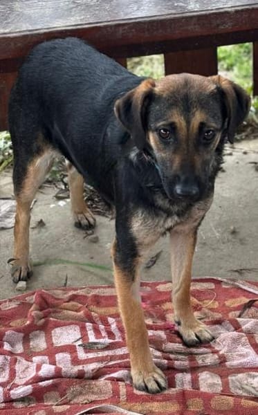 Feine Olivia sucht eine liebe Familie