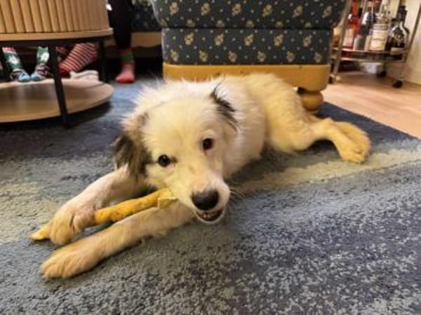 liebe Hündin Yuki auf PS in München