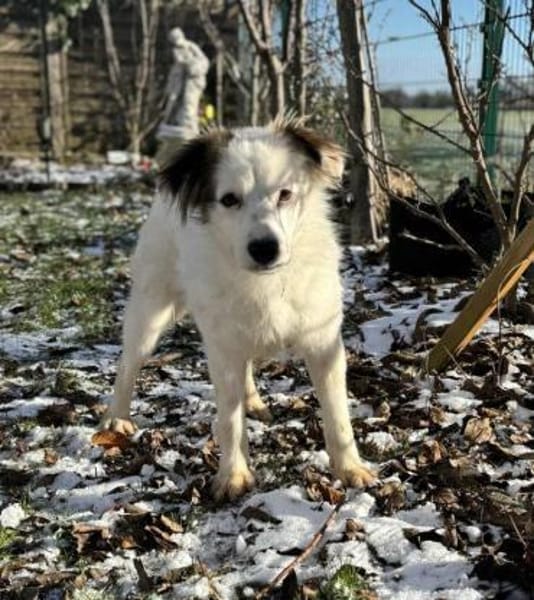 liebe Hündin Yuki auf PS in München