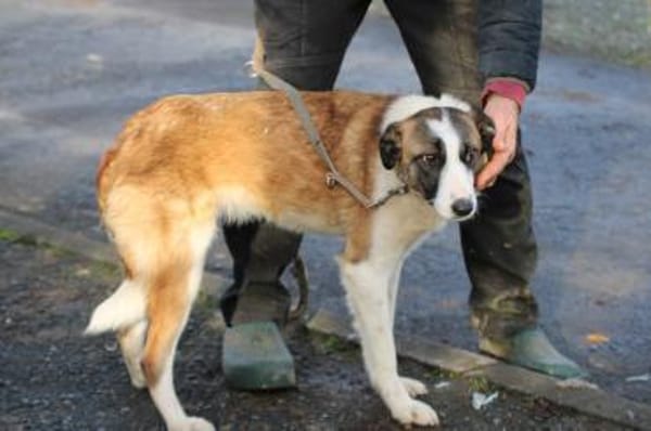 Jamie - tolle Junghündin