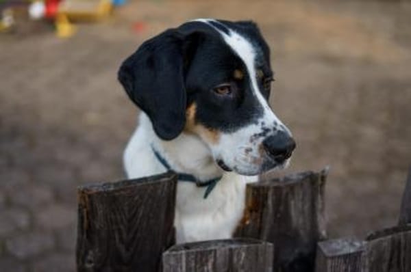 Bruno sucht ein neues Zuhause