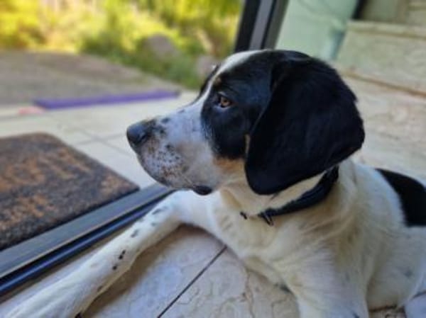 Bruno sucht ein neues Zuhause