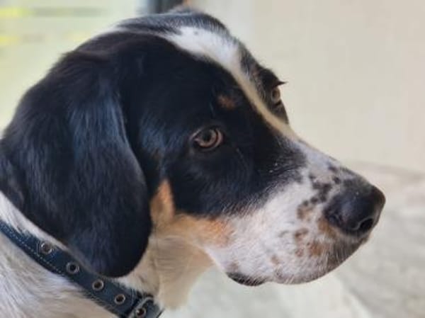 Bruno sucht ein neues Zuhause