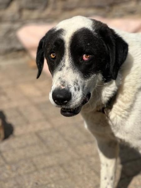 BETTO - tollpatschig und so verschmust