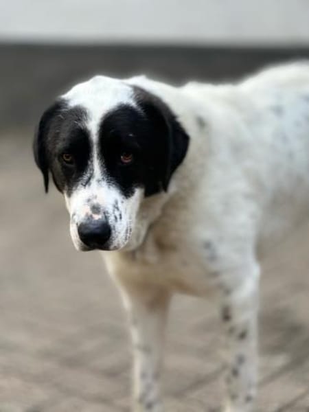 BETTO - tollpatschig und so verschmust