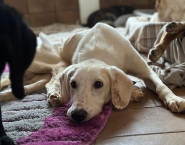 PARIS - Handicap-Hund mit Herz