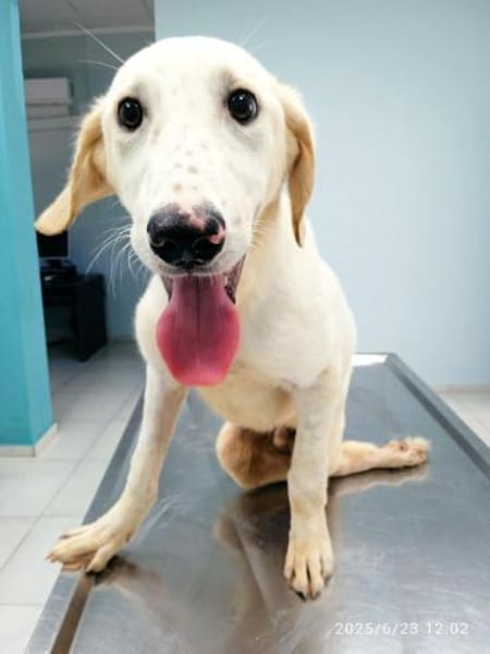 PARIS - Handicap-Hund mit Herz