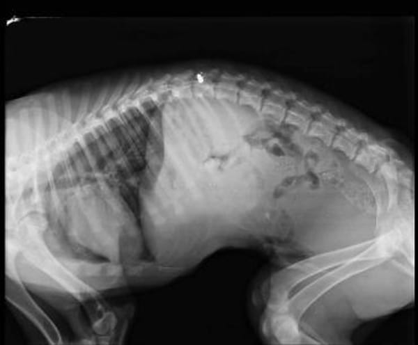 PARIS - Handicap-Hund mit Herz