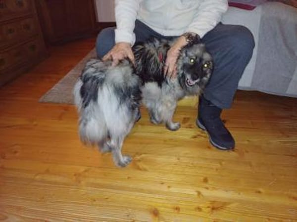 SARAH ca. 6 J. sucht ruhiges Zuhause