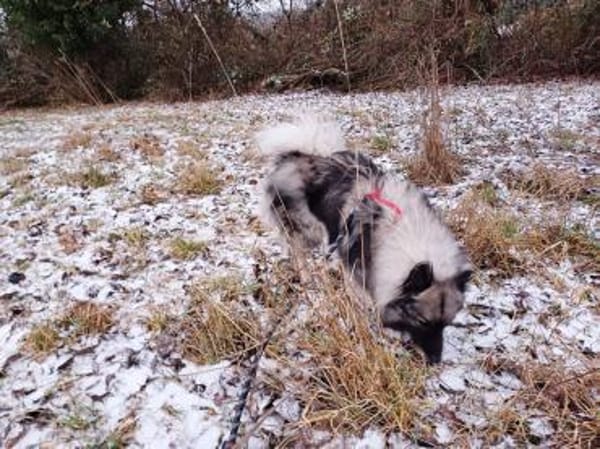 SARAH ca. 6 J. sucht ruhiges Zuhause