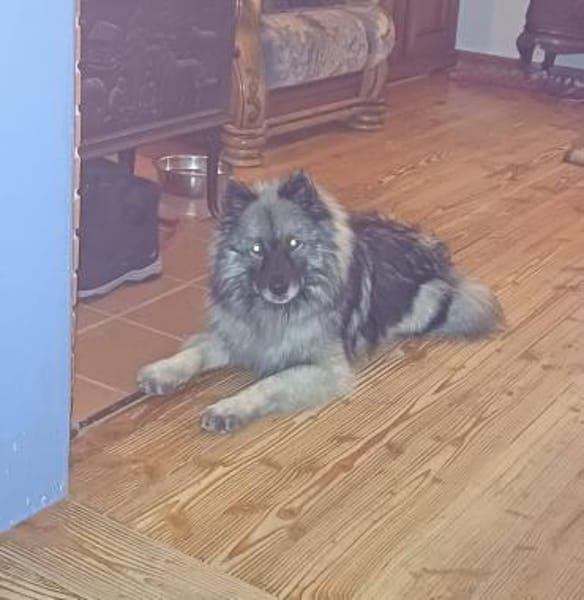 SARAH ca. 6 J. sucht ruhiges Zuhause