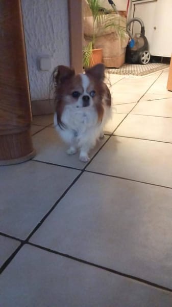 LUKY ca. 10 j. Chihuahuarüde sucht ruh