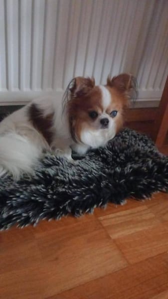 LUKY ca. 10 j. Chihuahuarüde sucht ruh