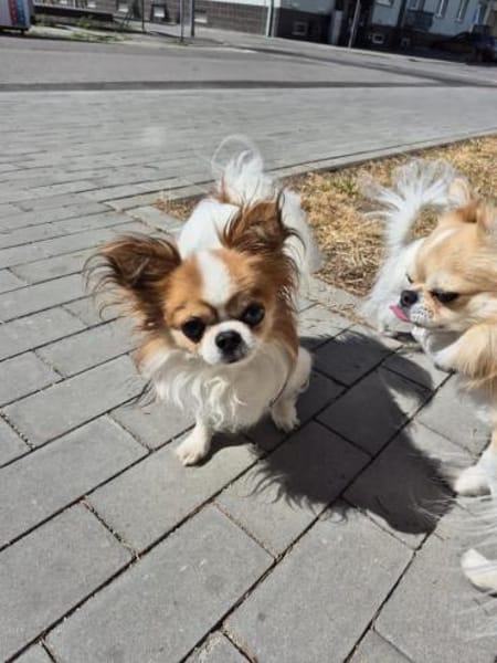 LUKY ca. 10 j. Chihuahuarüde sucht ruh