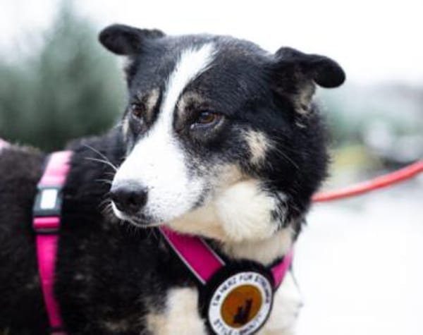 zaghafte Thali sucht geduldige Menschen