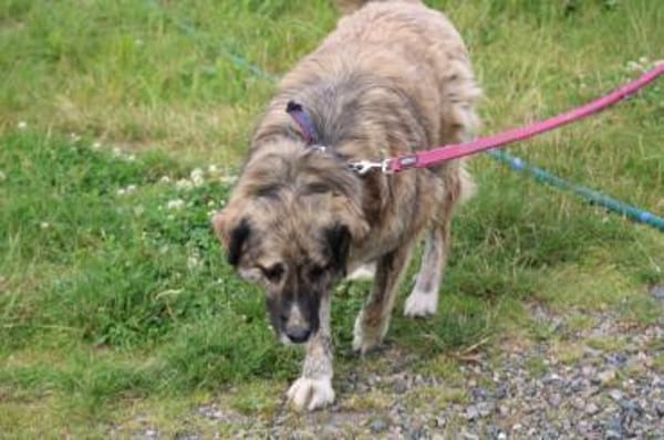 Minka - sehr zutraulich u. kinderlieb