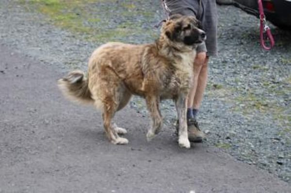 Minka - sehr zutraulich u. kinderlieb