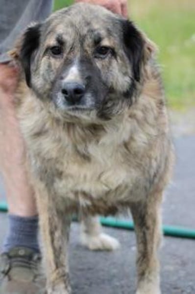 Minka - sehr zutraulich u. kinderlieb