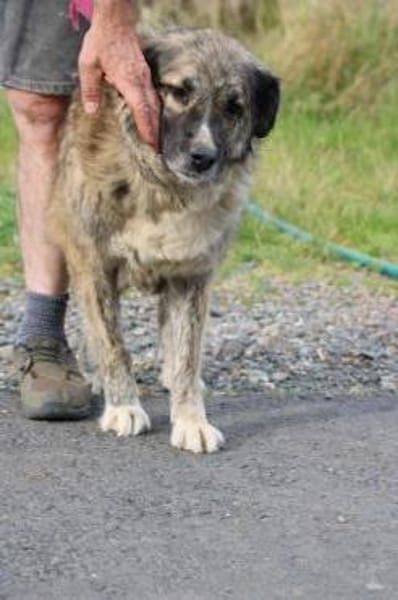 Minka - sehr zutraulich u. kinderlieb