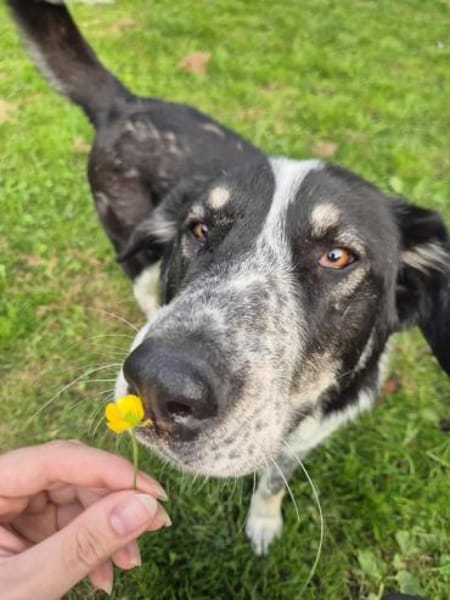 TALAK - aufgeweckter, junger Rüde