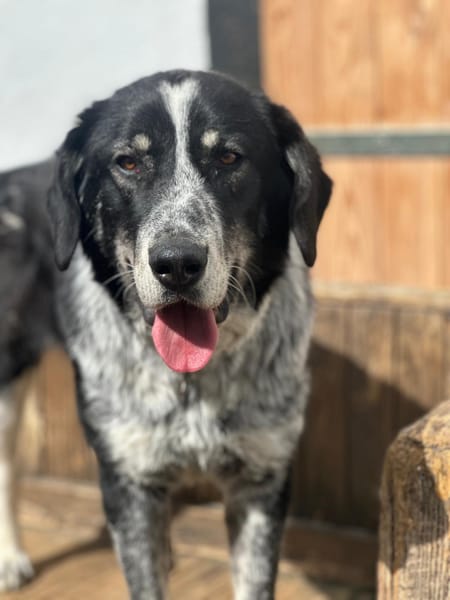 TALAK - aufgeweckter, junger Rüde