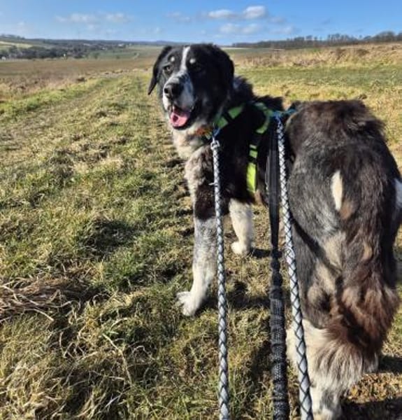 TALAK - aufgeweckter, junger Rüde