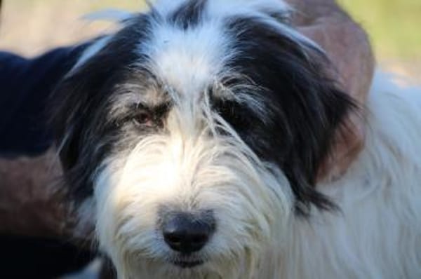 Muri - hübscher Wuschelrüde