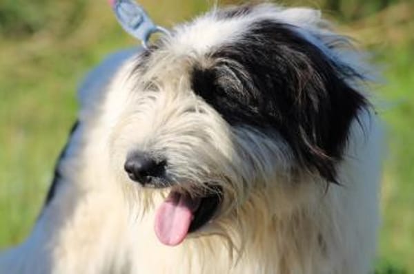 Muri - hübscher Wuschelrüde