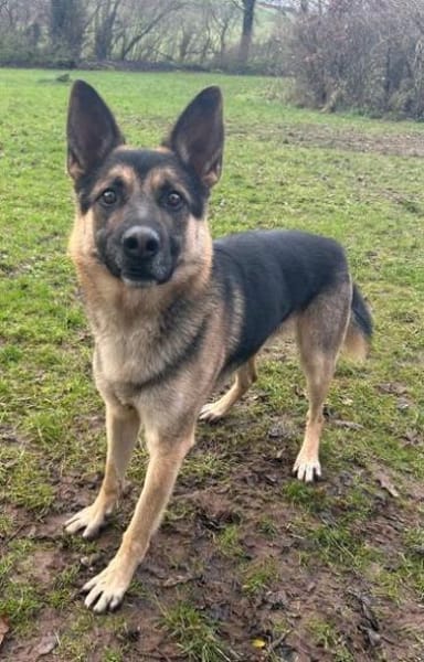 KASPER 5,5 J. verspielter Schäfer-Rüde