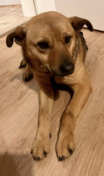 Zori  eine leise Seele auf der Suche