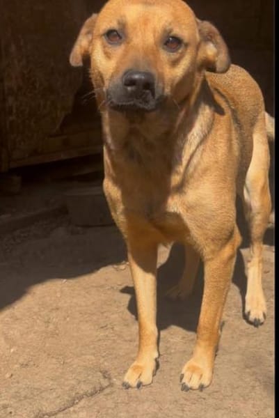 Zori  eine leise Seele auf der Suche