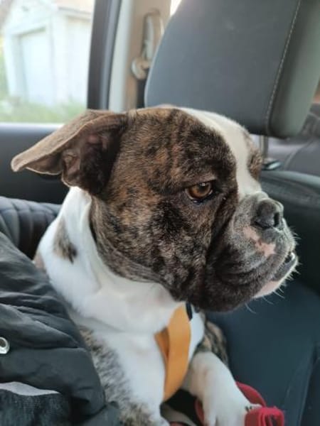 Kleiner Point sucht dringend!