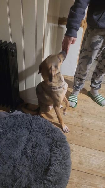 NERO = klug + lernfreudig 🆘‼🆘